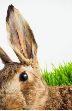 bunny