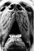 bulldog