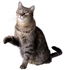 kitty